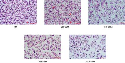 Effects of Bacillus subtilis-fermented soybean meal replacing fish meal on antioxidant activity, immunity, endoplasmic reticulum stress and hepatopancreas histology in Pacific white shrimp (Litopenaeus vannamei)